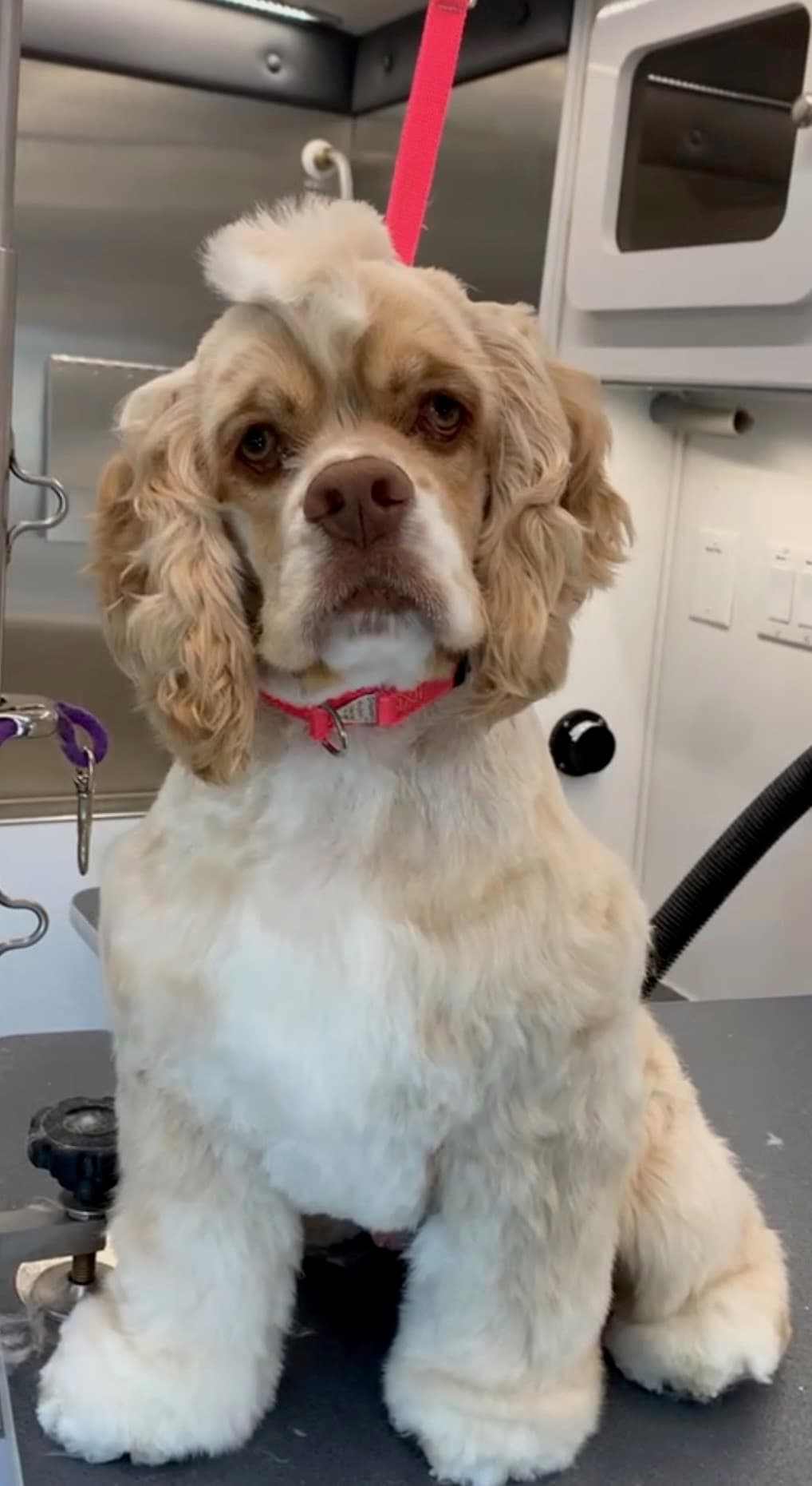 The same cocker spaniel after grooming, coat neatly trimmed