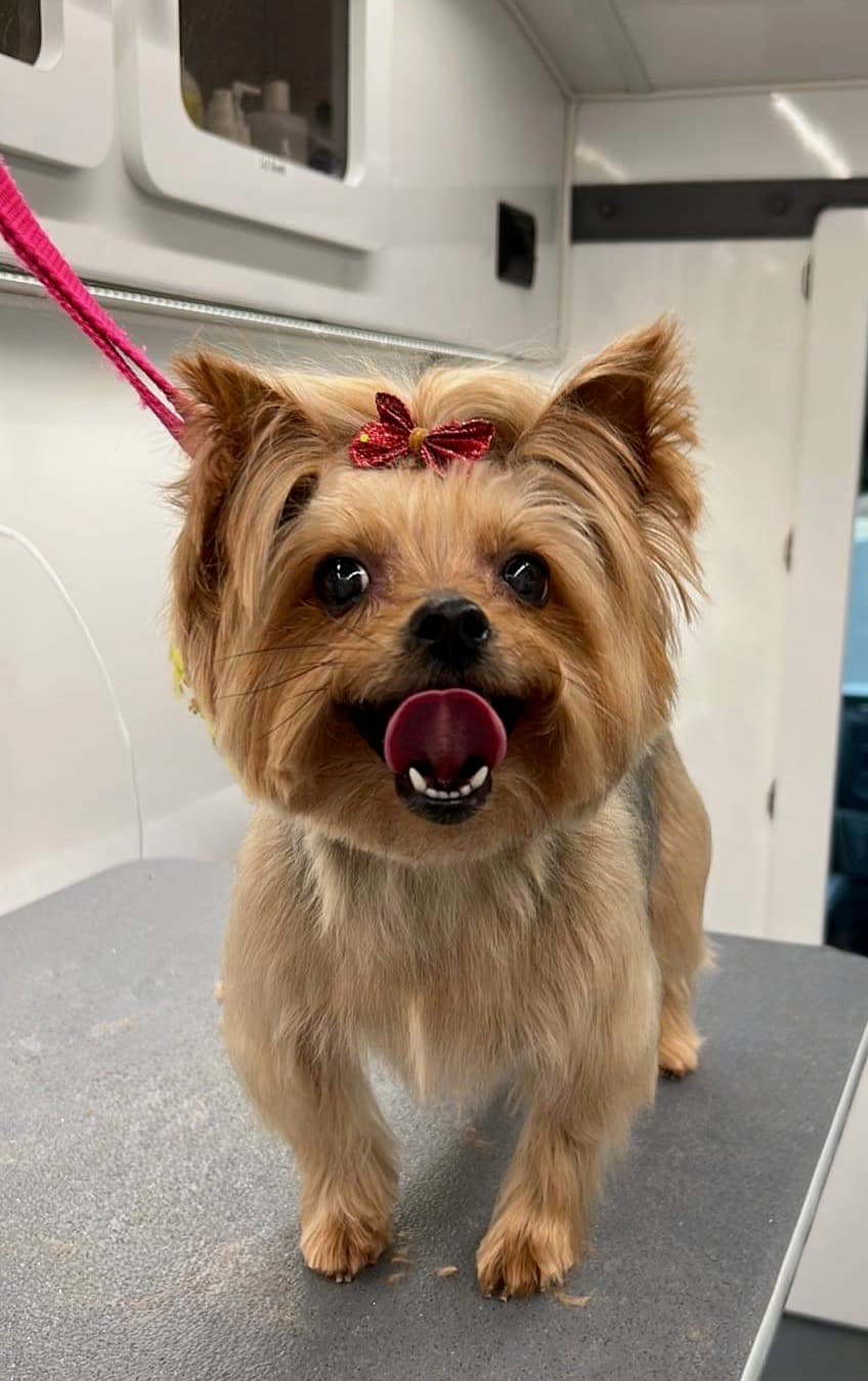 A Yorkie with a red bow in its hair, freshly groomed