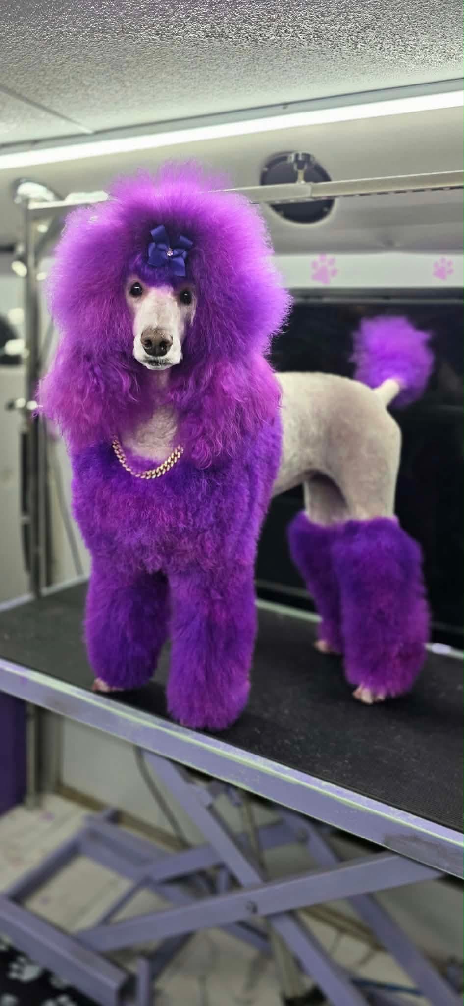 Malibu, the real standard poodle behind the Em’s Pup Cuts logo, with a fresh purple creative-color groom, standing full-body on the grooming table