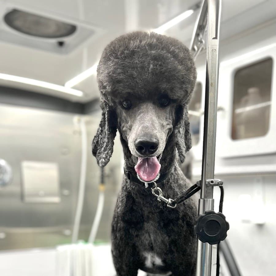 The same gray standard poodle after a full show-style groom