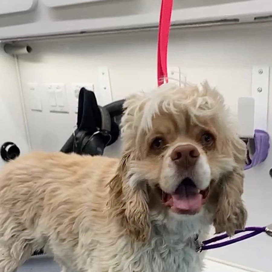 A cocker spaniel before grooming, coat shaggy
