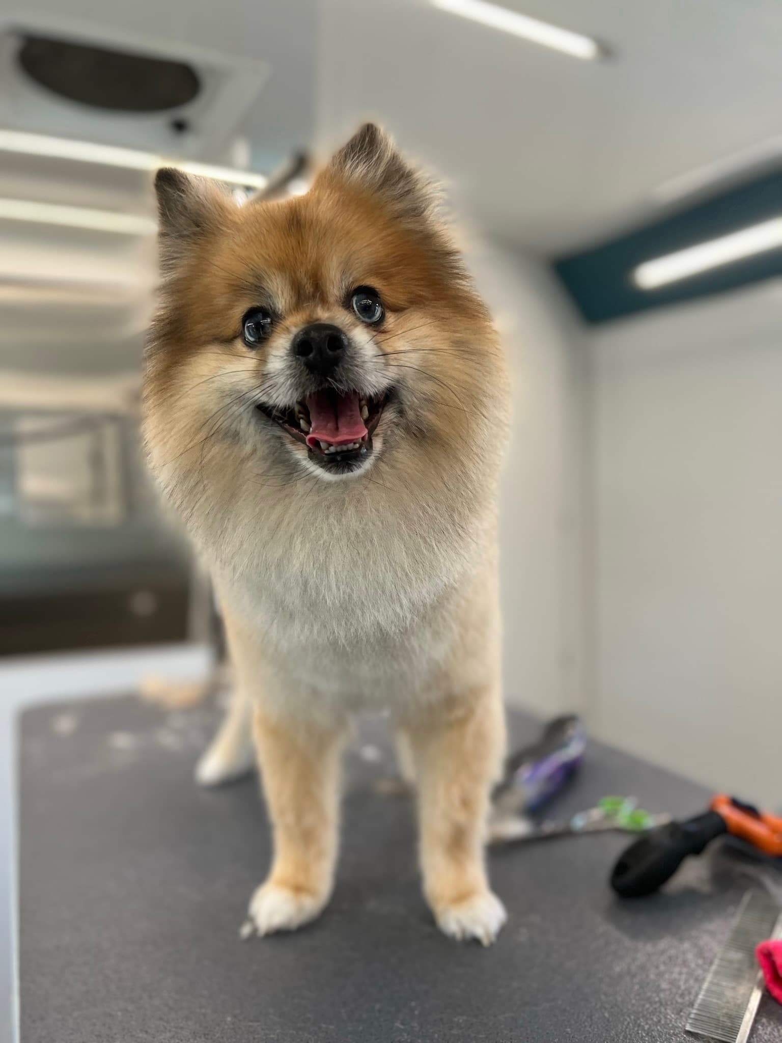 The same Pomeranian after grooming, coat full and fluffy