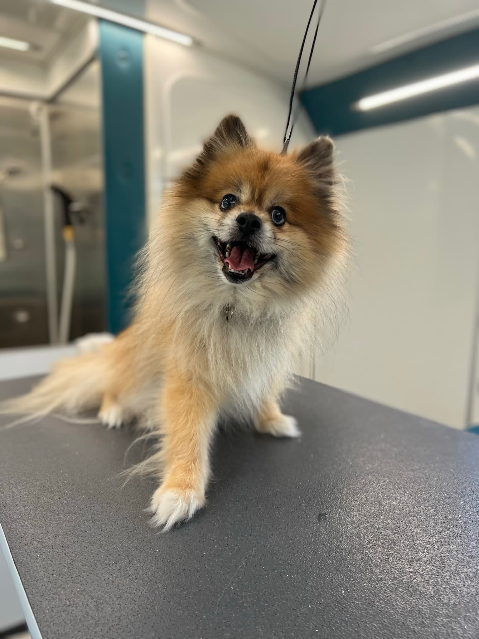 A Pomeranian before grooming, coat matted and uneven