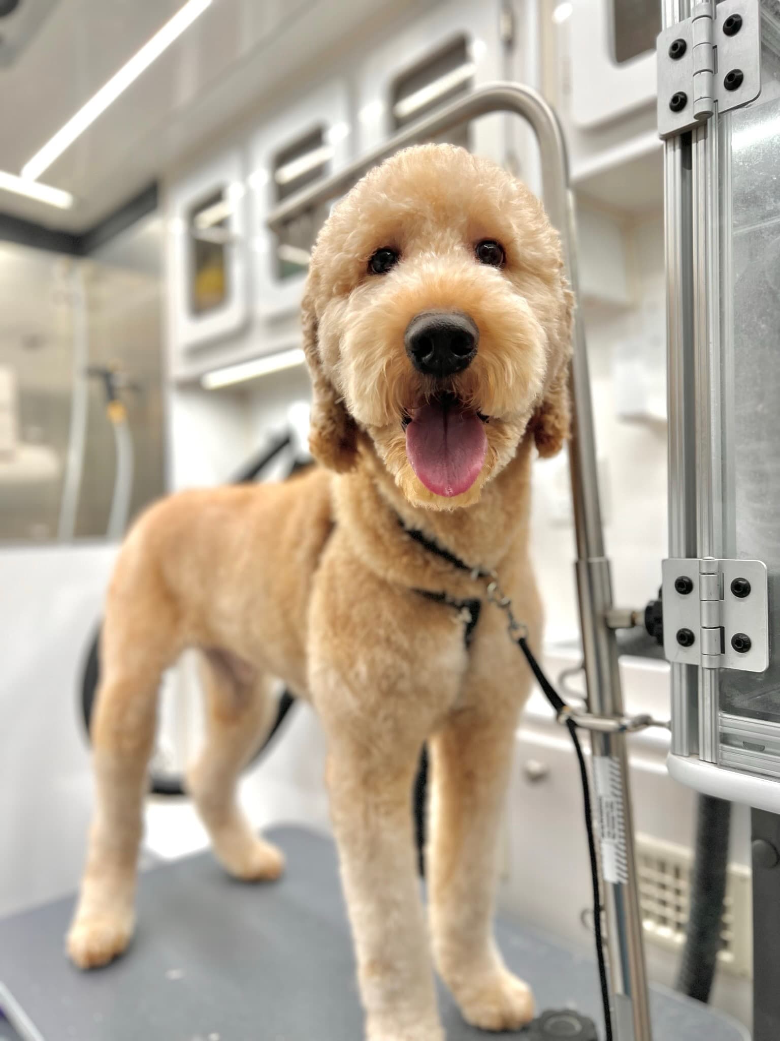 A goldendoodle with a full teddy-bear-style groom, tongue out and smiling