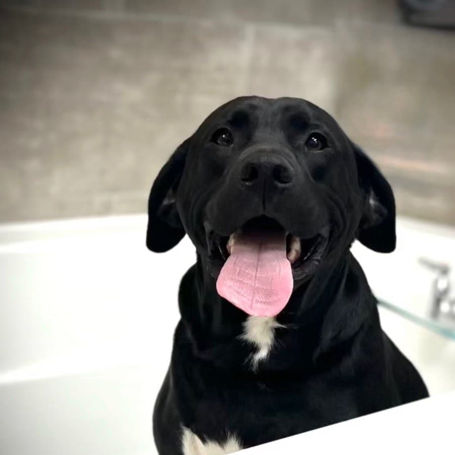A happy black Labrador mix sitting in a bathtub with its tongue out