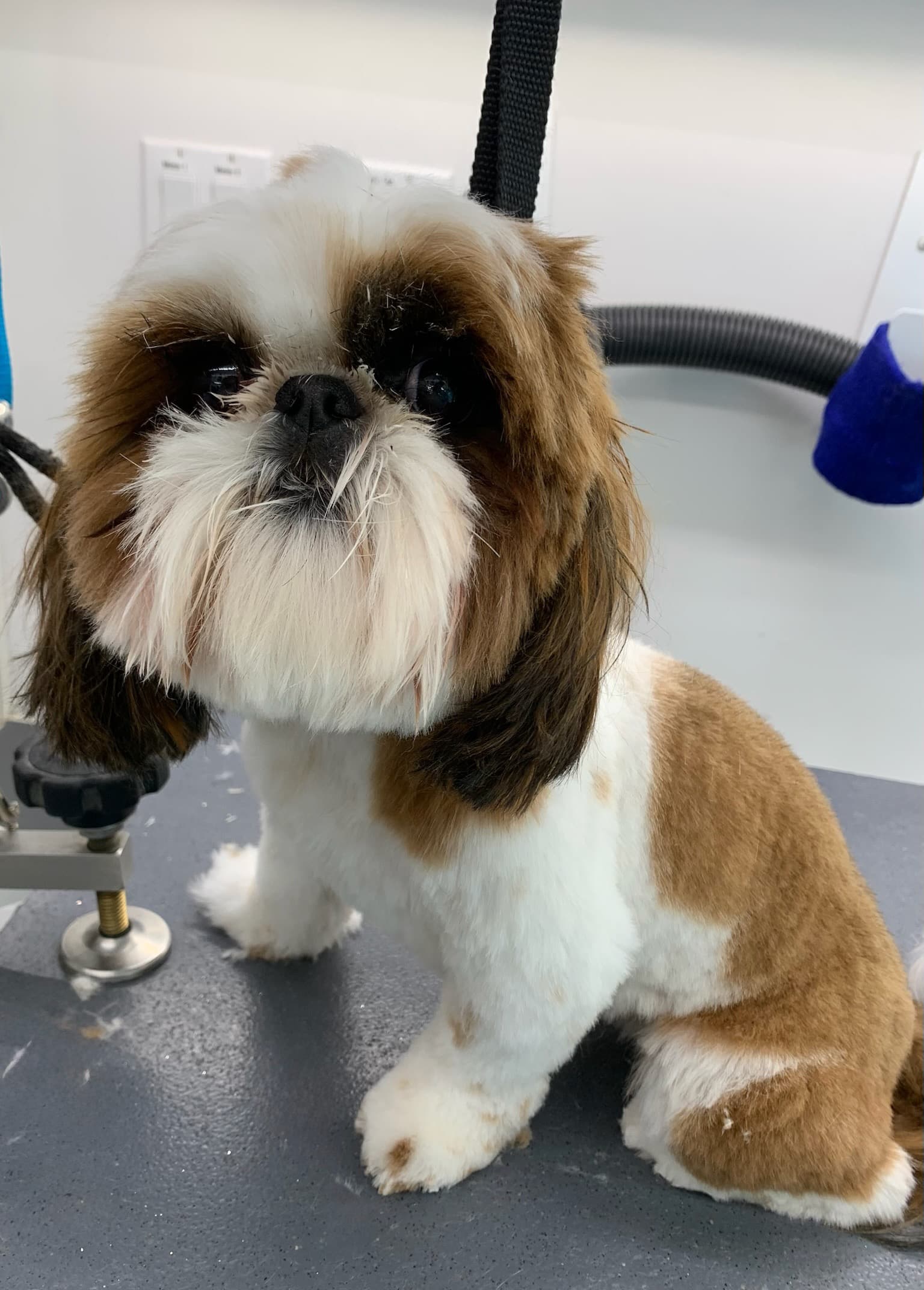 A small tan and white dog freshly groomed, standing on the grooming table