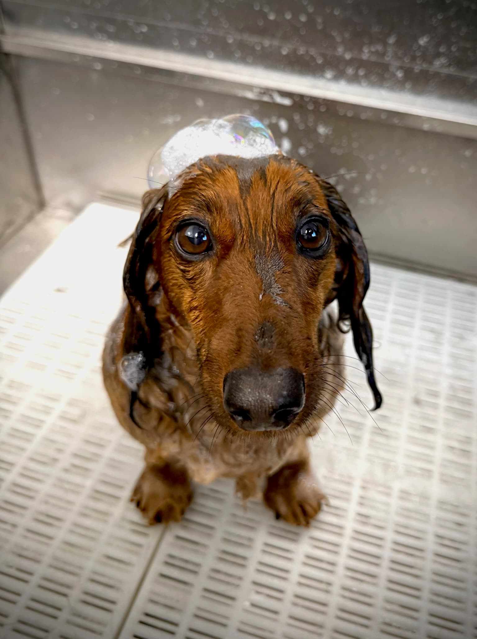 A dachshund mid-bath with a soap bubble balanced on its head