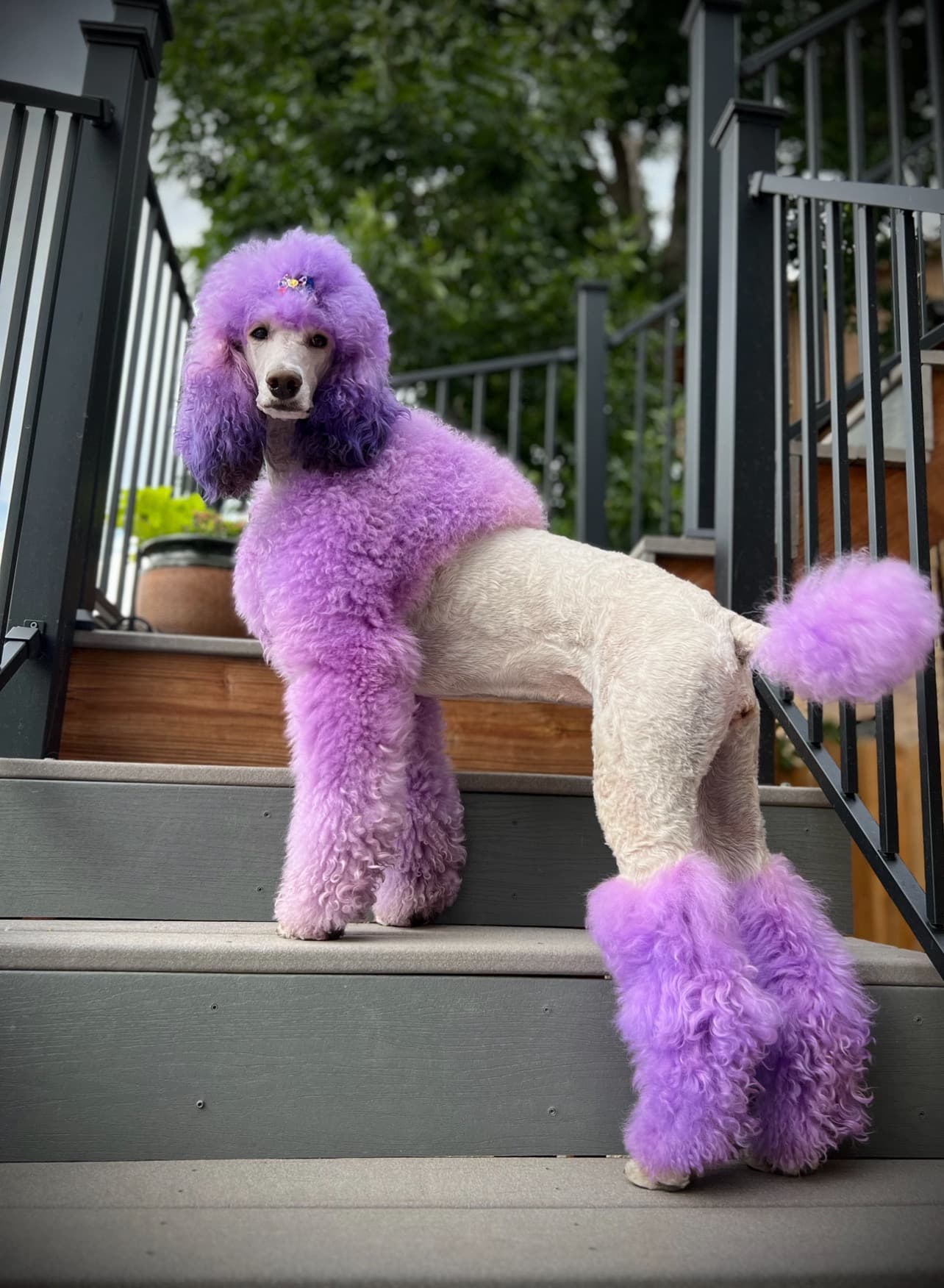 Malibu the standard poodle standing outside on a deck, coat dyed vivid purple
